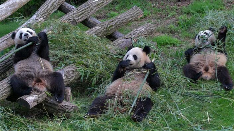 Riesenpanda-Zwillinge in belgischem Zoo feiern zweiten Geburtstag