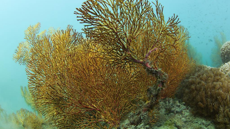 Xinhua Headlines: Chinesische Wissenschaftler pflanzt Korallen, um Meeresboden-Ökologie wiederherzustellen