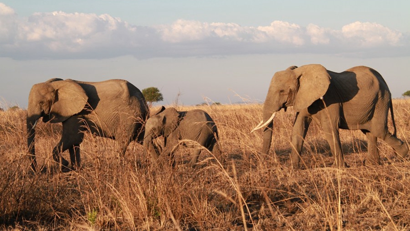 Ein Blick auf afrikanische Elefanten