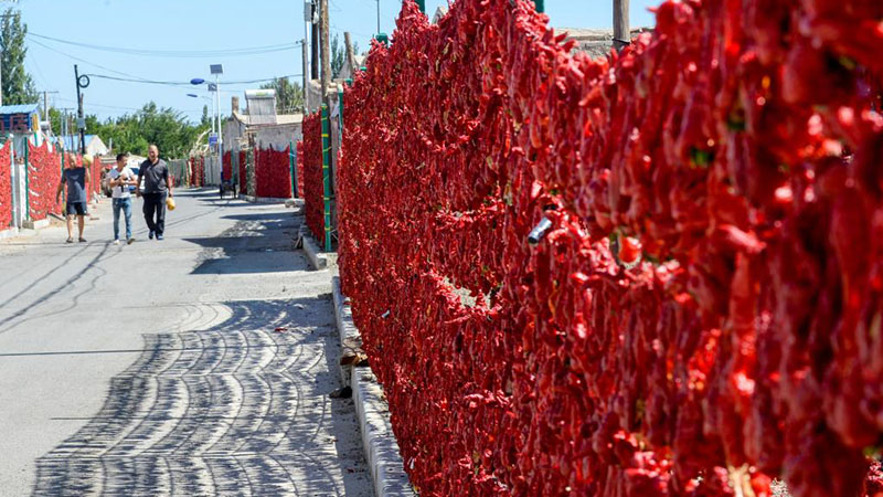 In Bildern: Rote Paprika in der Gemeinde Santanghu von Chinas Xinjiang