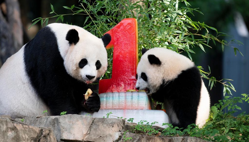Das Riesenpandajunge „Xiao Qi Ji“ feiert Geburtstag in den USA