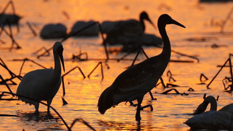 In Bildern: Zugvögel überwintern am Poyang-See