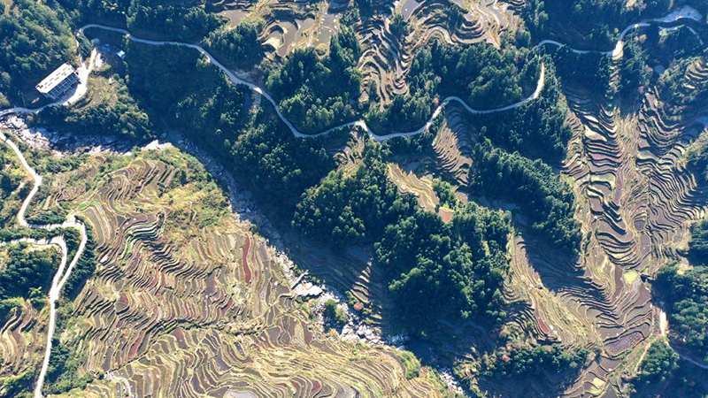 Landschaft der terrassierten Felder in Chinas Guangxi
