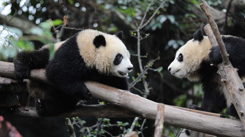 Vergrößerte Panda-Forschungsstation im Südwesten Chinas empfängt Besucher