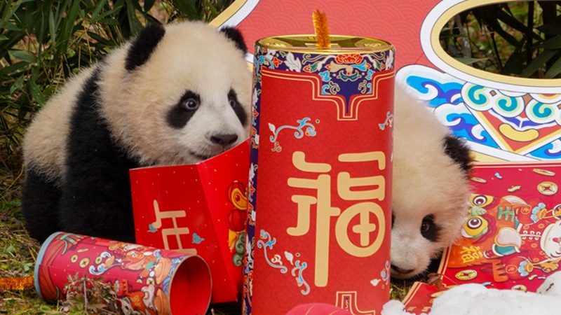 Fotoreportage: Panda-Nachwuchs in China vor Frühlingsfest