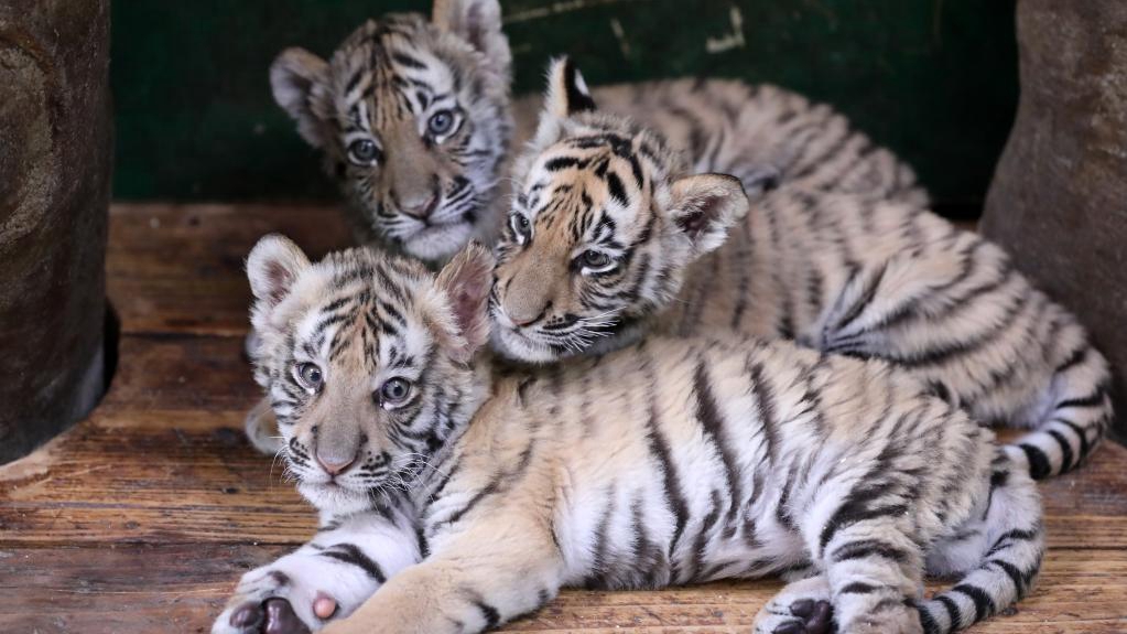 Neugeborene bengalische Tiger-Fünflinge machen in Guangzhou Debüt
