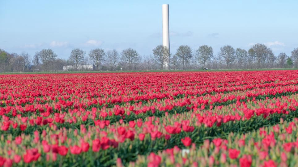 Tulpenfeld in Flevoland, den Niederlanden
