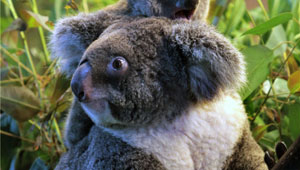 Zoo in Guangzhou ist Heimat von fünf Generationen von Koalas