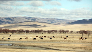 Mongolei: Ein Traum auf der Weide