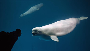 Weißwal-Baby schwimmt fröhlich mit Mama im Meerpark