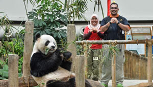 Pandas im Ausland richten Grüße zum Frühlingsfest an die Weltbevölkerung aus
