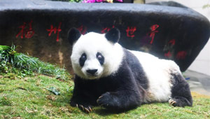 Panda Basi feiert Geburtstag