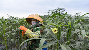 Pflanzung von Okra fördert Armutsbekämpfung in Wuzhishan