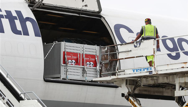 Chinesische Pandas in Berlin eingetroffen