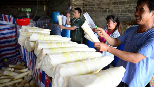 Ernte der Bambussprossen in Liuzhou