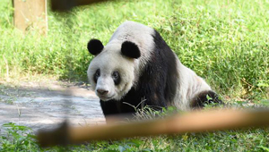 Chinas Heimatstadt der Pandas erlebt boomenden Tourismus