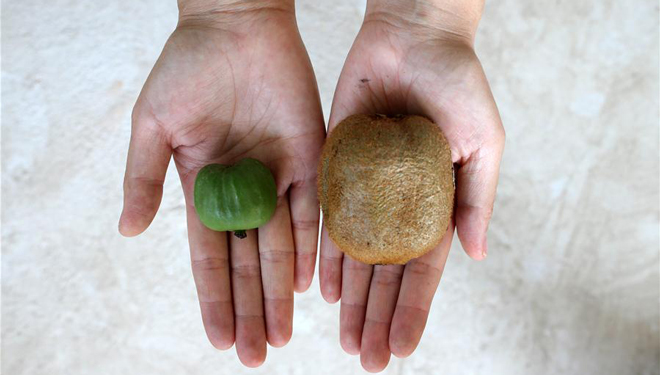 Erntesaison für Mini-Kiwi in Liaoning