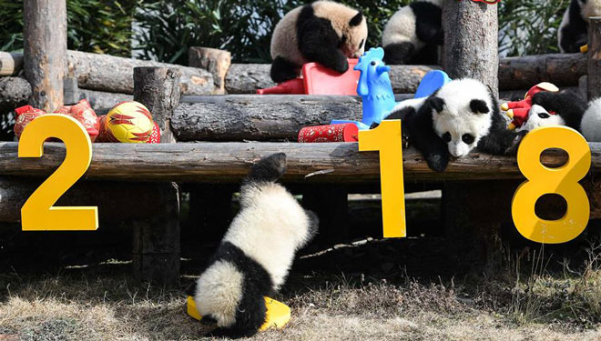 Niedliche Pandajungen begrüßen das chinesische Mond-Neujahr