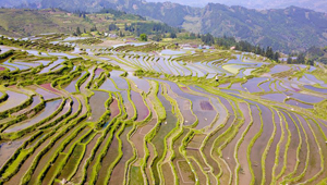 Landwirtschaftliche Arbeit auf Terrassenfeldern in Guizhou