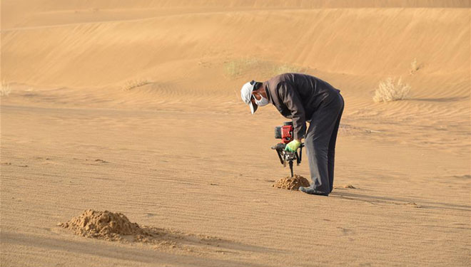 Arbeiter widmen sich der Desertifikationskontrolle der Kubuqi Wüste in Nordchina