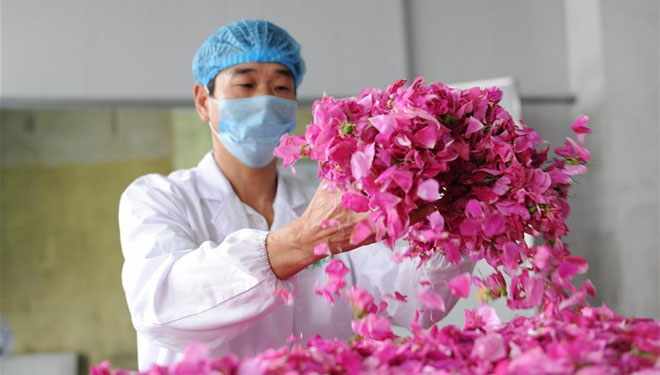 Blumenindustrie hilft Entwicklung des Kreises Zhenyuan in Guizhou