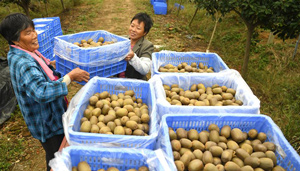 Bauern ernten Kiwifrucht in Anhui