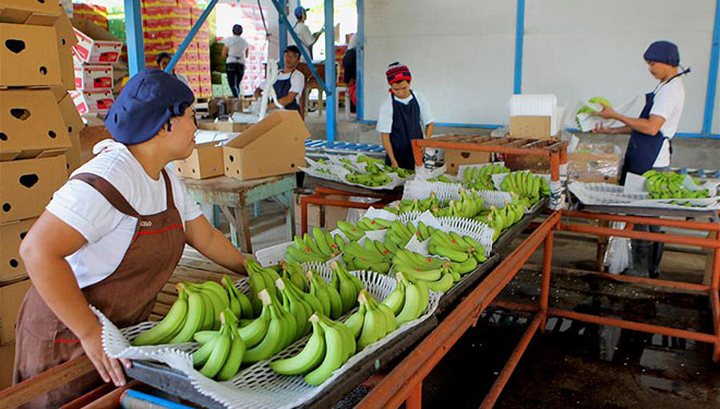 Feature: Philippinische Bananenanbauer ernten Früchte der Beziehungen mit China