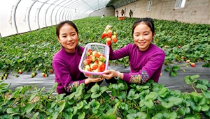 Gewächshauslandwirtschaft erhöht Einkommen der Bauern und fördert Entwicklung des ländlichen Tourismus in Hebei