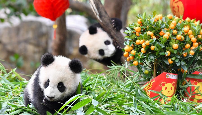 Riesenpanda-Jungen genießen vor dem Frühlingsfest in Guangdong eine besondere Mahlzeit