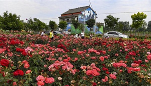 Rosengemeinde zieht viele Touristen im nordwestchinesischen Shaanxi an
