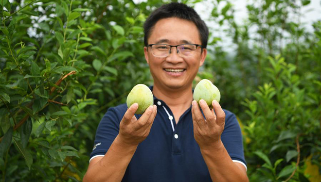 Dorfbewohner in Chongqing begrüßen Erntezeit der Pflaumen