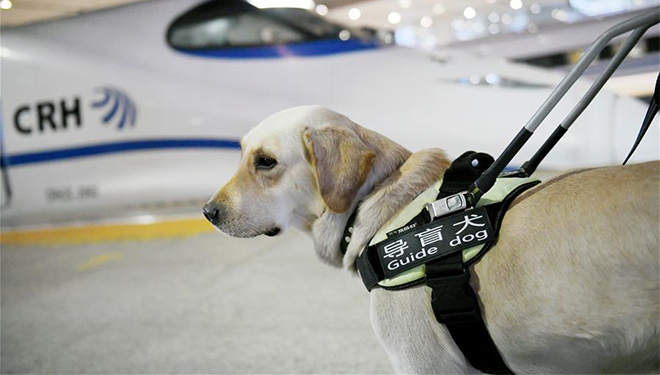 Blindenführhunde für Reiseansturm des Frühlingsfests ausgebildet