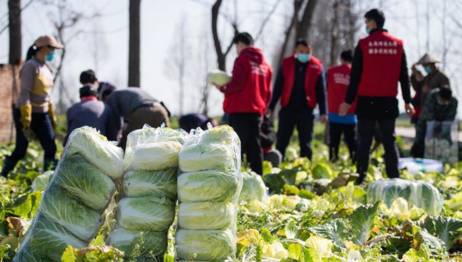 Gemüsegenossenschaft in Hunan liefern Gemüse für Hubei inmitten der Epidemie