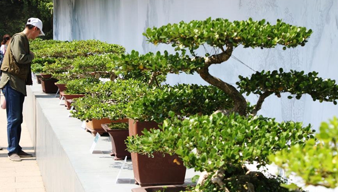 Discover China: Bonsai-Bäume werden zu einem großen Vermögen für Bauern in Ostchina