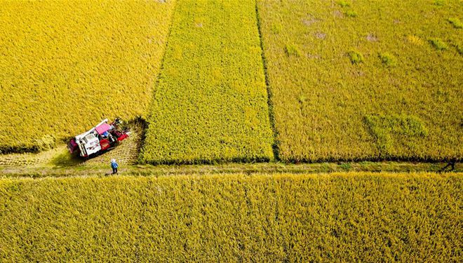 In Bildern: Reisfelder in der Gemeinde Pizhuang in Ostchinas Shandong