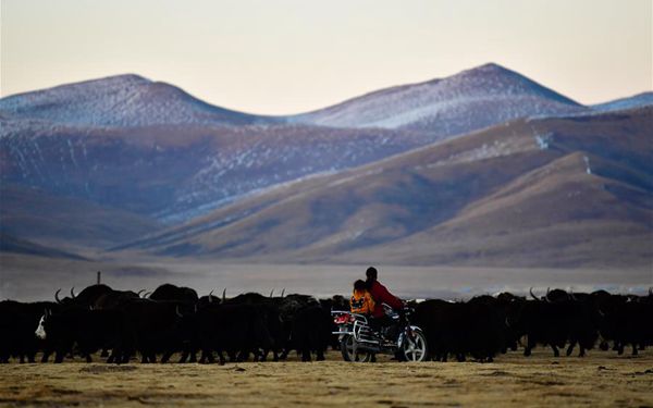 Ökologische Tierhaltung auf Jiatang-Grasland in Qinghai