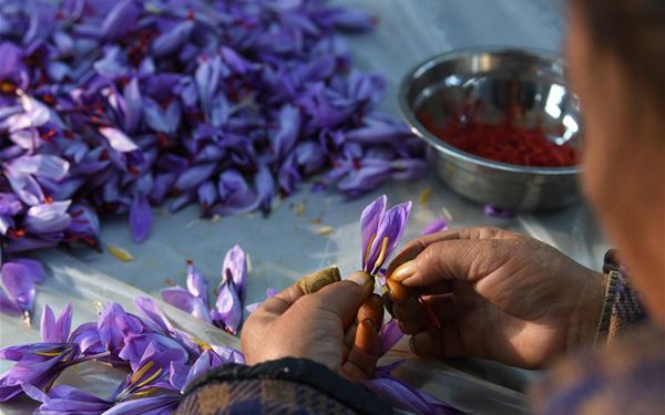 Safrankrokus-Pflanzbasis trägt zur Armutsbekämpfung in Guizhou bei