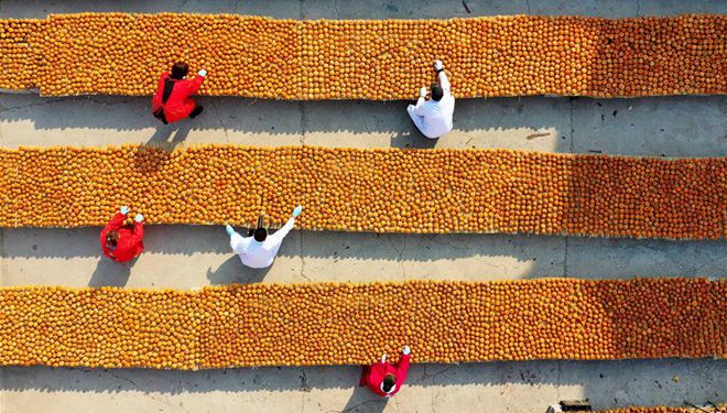 Dorfbewohner trocknen Kakifr&uuml;chte im Dorf Qianshantun in Hebei