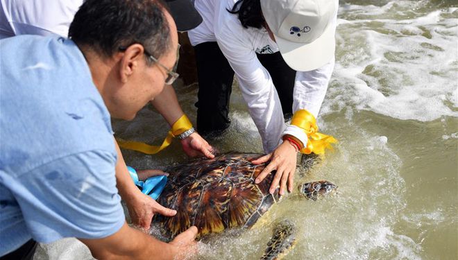 Meeresschildkr&ouml;ten in Wenchang, Hainan ins Meer freigelassen