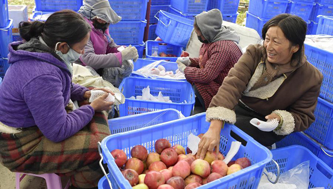 Nyingchi tritt in Erntezeit für Äpfel ein