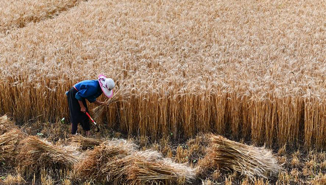 China will 2021 erneut Getreideproduktion von über 650 Millionen Tonnen erreichen