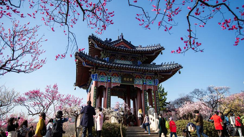 Pflaumenblüten im Landschaftsgebiet Meihuashan in Nanjing stehen in voller Pracht
