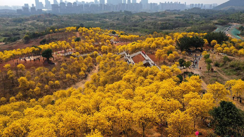 Ansicht der Gold-Trompetenbäume in Chinas Guangxi