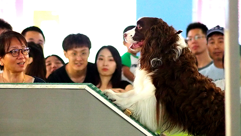 Hunde im Freien müssen in China ab dem ersten Mai angeleint sein
