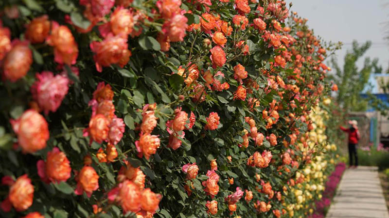 Touristen besuchen Feld von chinesischen Rosen in Chinas Hebei
