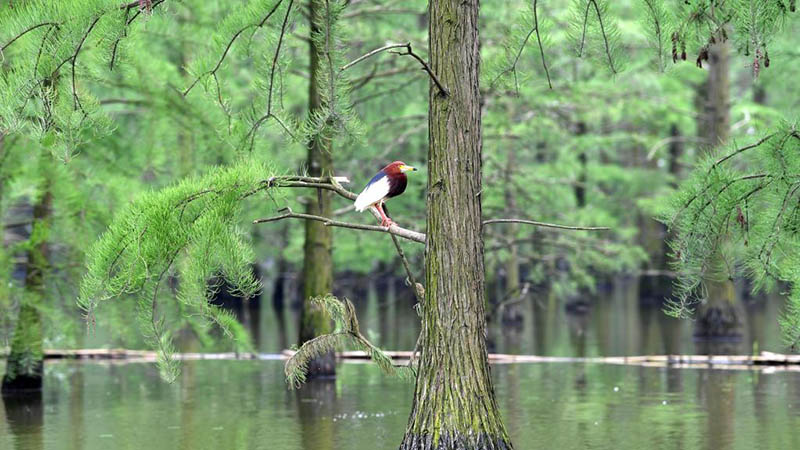 Vögel im Nationalen Feuchtgebietspark Chishan-See in Chinas Anhui