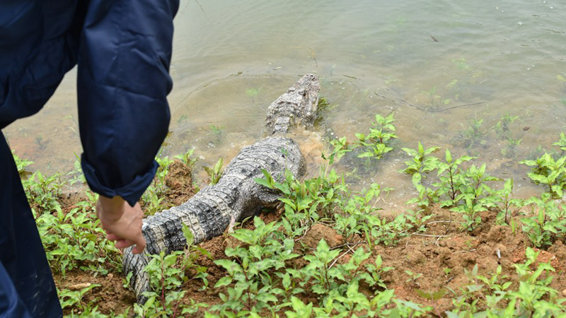 Künstlich gezüchtete Jangtse-Alligatoren in chinesischer Provinz Anhui freigelassen