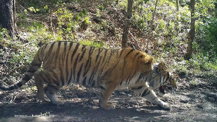 Seltener Sibirischer Tiger in Nordostchina erfolgreich wieder ausgewildert