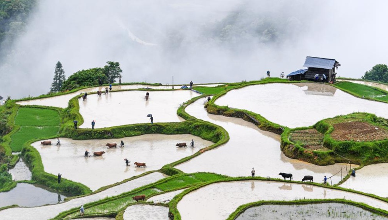 Landwirtschaftliche Traditionen in Guizhou vorgestellt