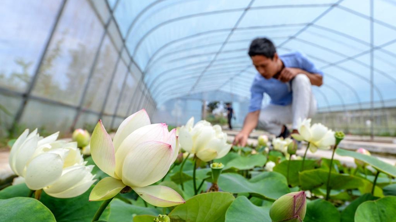 Mini-Lotus-Pflanzindustrie wird für Einheimische in Nordchina zu neuer Möglichkeit zur Erhöhung von Einkommen